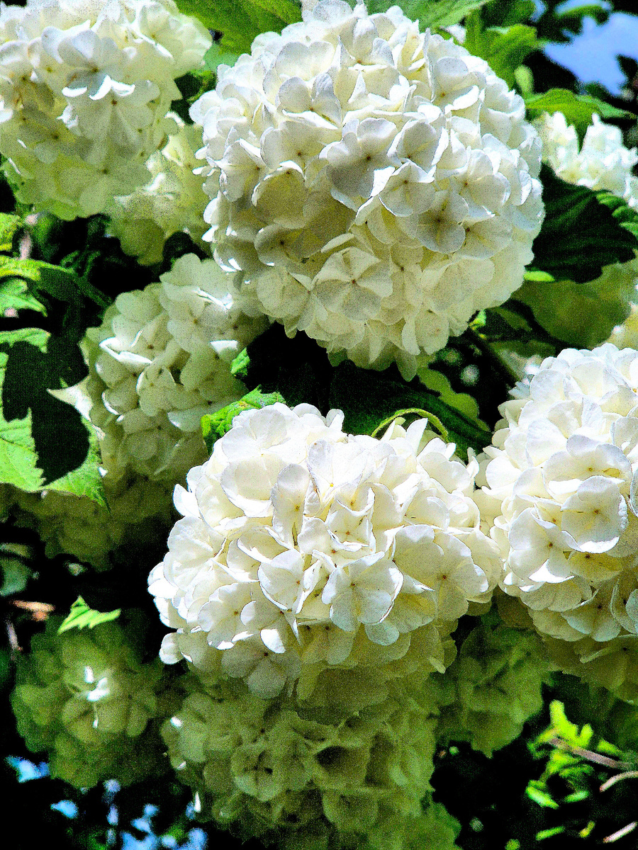 Как же красиво цветет калина Буль де Неж («Снежный шар»). Когда она зацветает, понимаю, что наступает лето