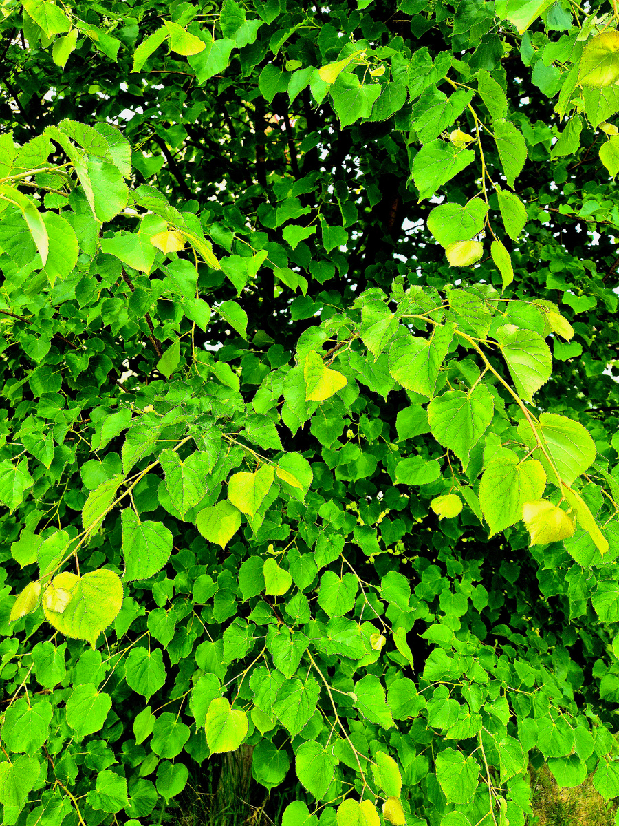 Листва, веточки со светло-салатовыми листочками-прирост этого сезона