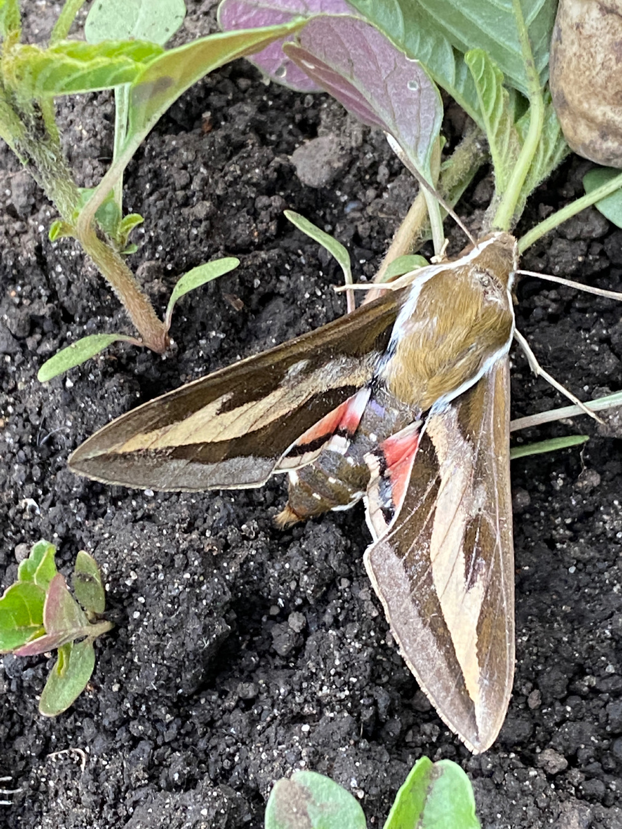 Бражник подмаренниковый