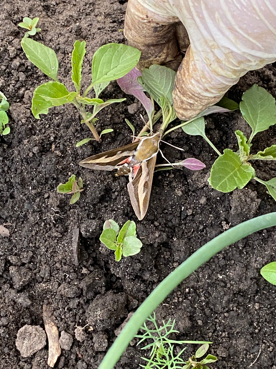 Брадник подмаренниковый 