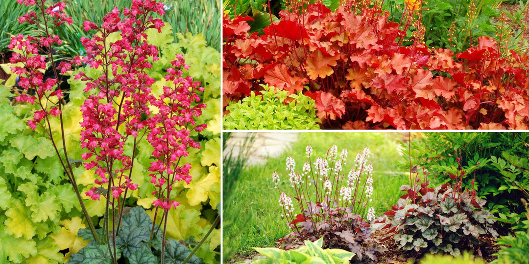 ❗🌹Создайте Воздушную Клумбу Мечты! 😍 Нежные Растения с Мелкими Цветками 👍💕