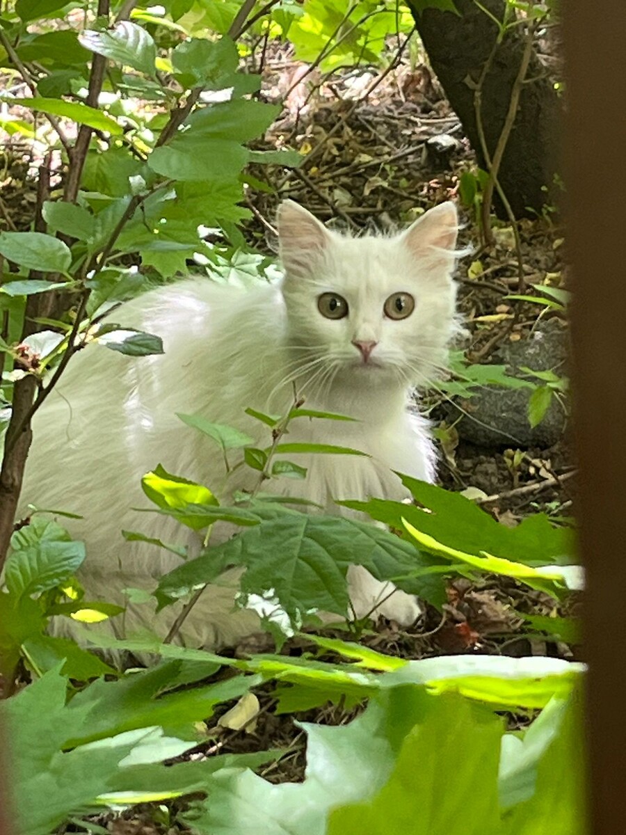 Пряталась от нас изо всех сил