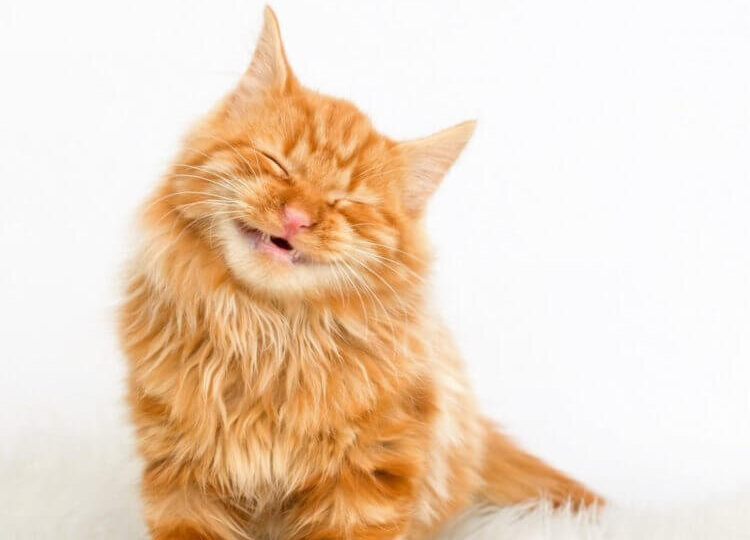 😸😼Какие эмоции и чувства могут испытывать кошки?