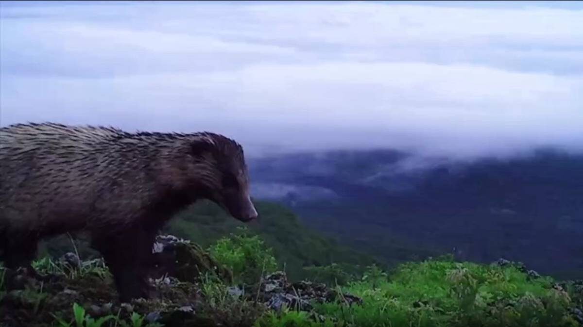    Фото: пресс-служба заповедника «Земля леопарда»
