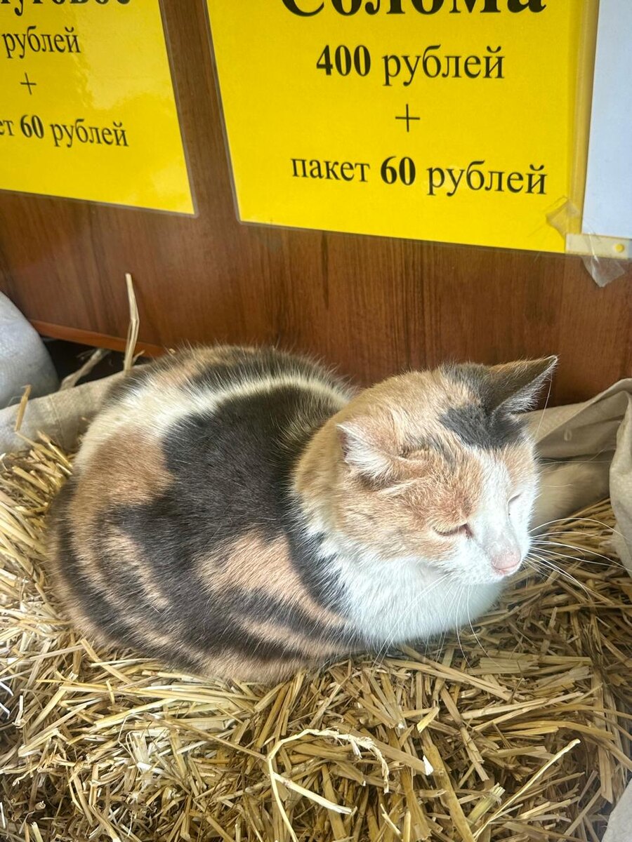 Кошка-привратник. Фото автора.