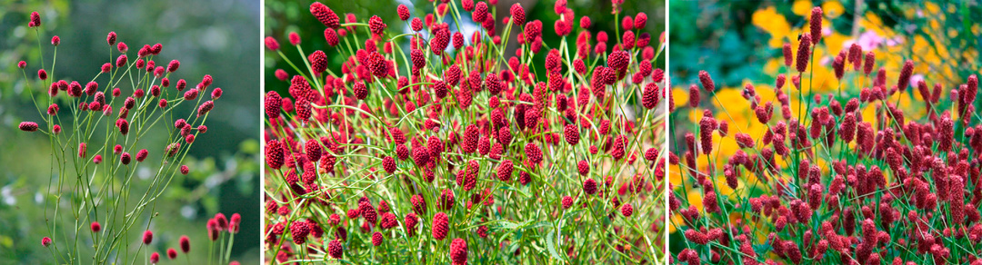 ❗🌹 Ажурные Цветы 😍 Растения для Легкой и Эфирной Клумбы👍💕