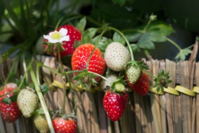    Клубника, урожай