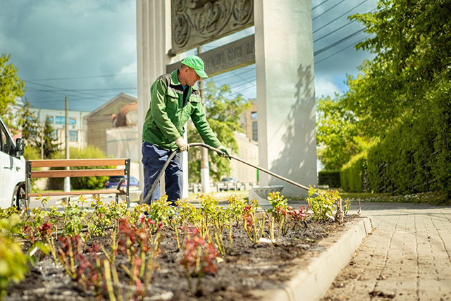    На улице Сонина высадили 700 кустов роз