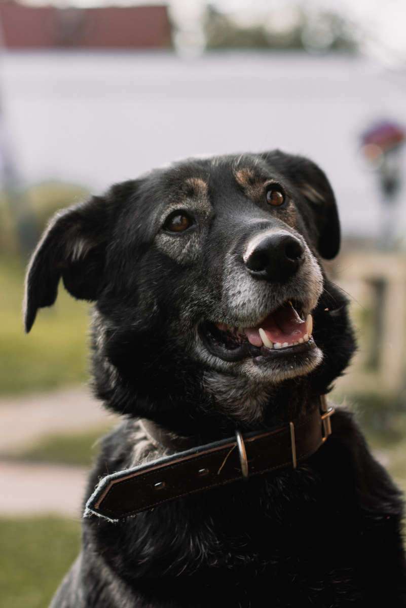 Арчи и его довольная моська