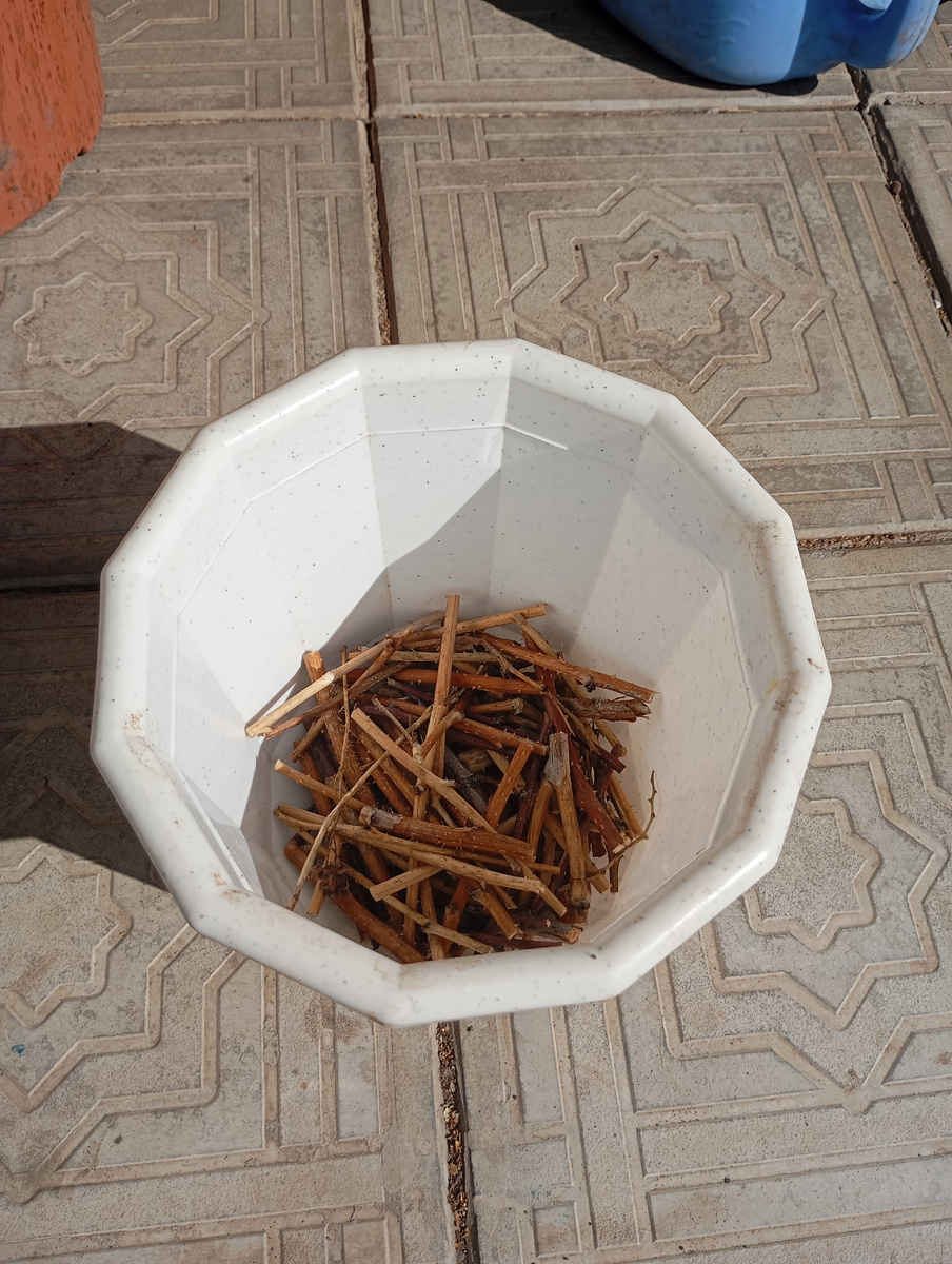 На дно горшка порезала ствол малины разной длины. 