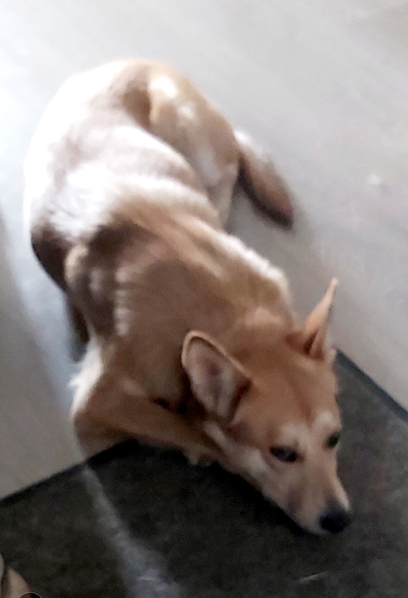 Фото плохое, моська в защите у порога. Кажется мелкой, но очень мощная. Грудная клетка прямо широкая.