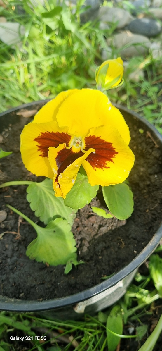 Анютины глазки, однолетник. Посадила на прошлых выходных, но оказалось, что купила мало и нужно ещё