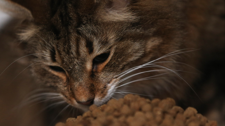    Фото: DPA/ТАСС