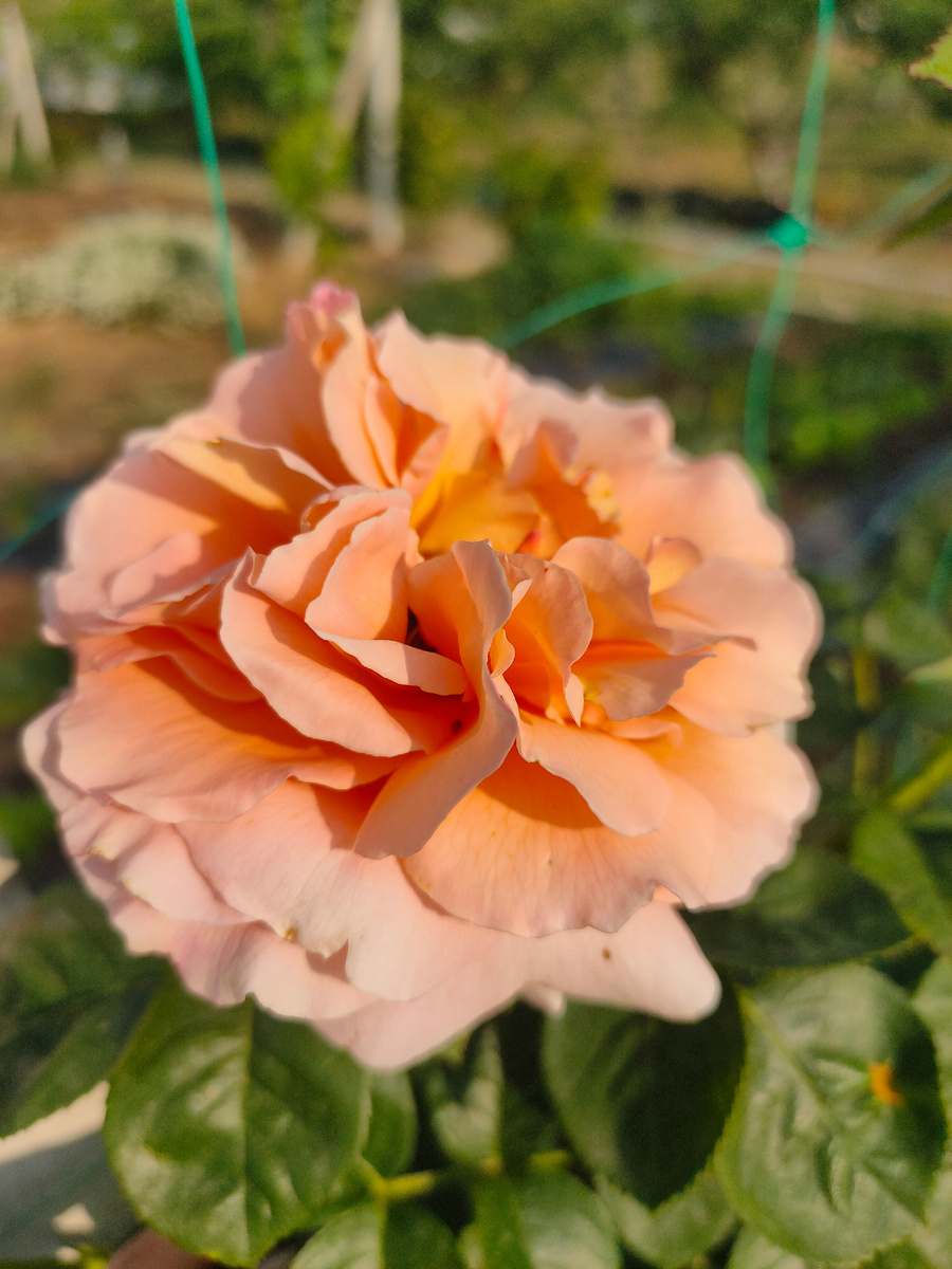 Полька на огороде растёт