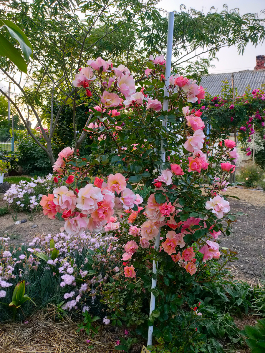Джази. Требует еще порядка