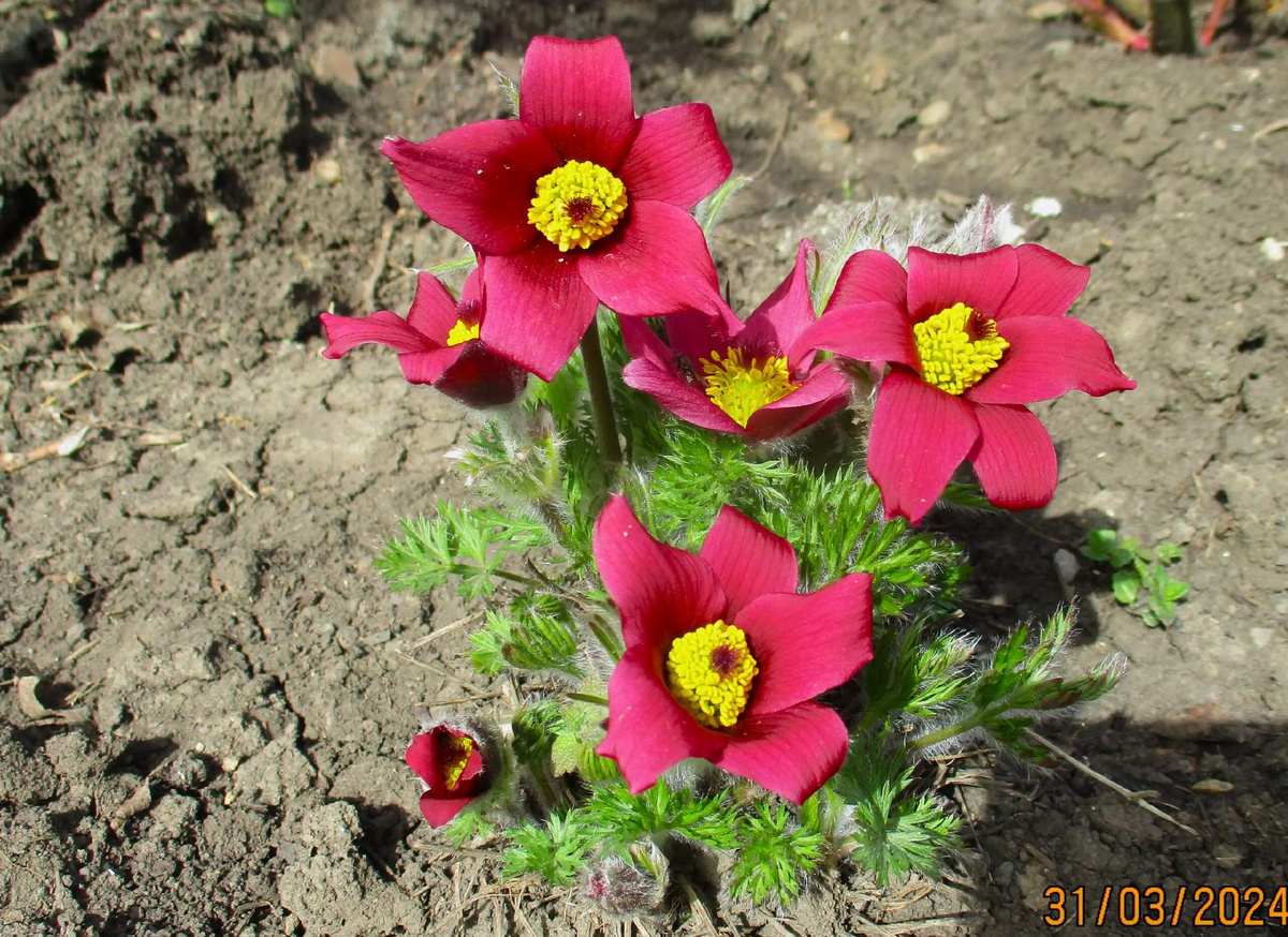 № 1 смесь семян красных сортов  прострелов