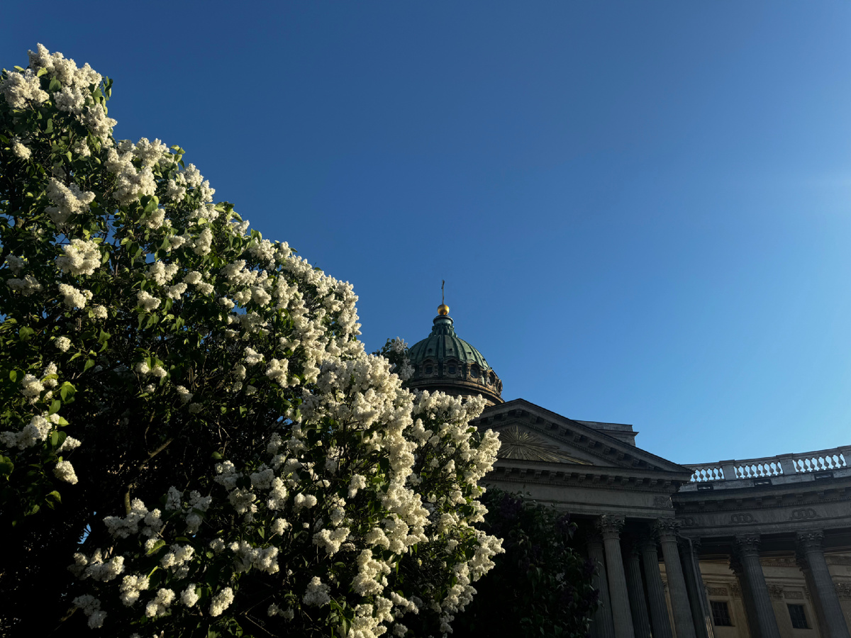 Казанский собор в сирени 