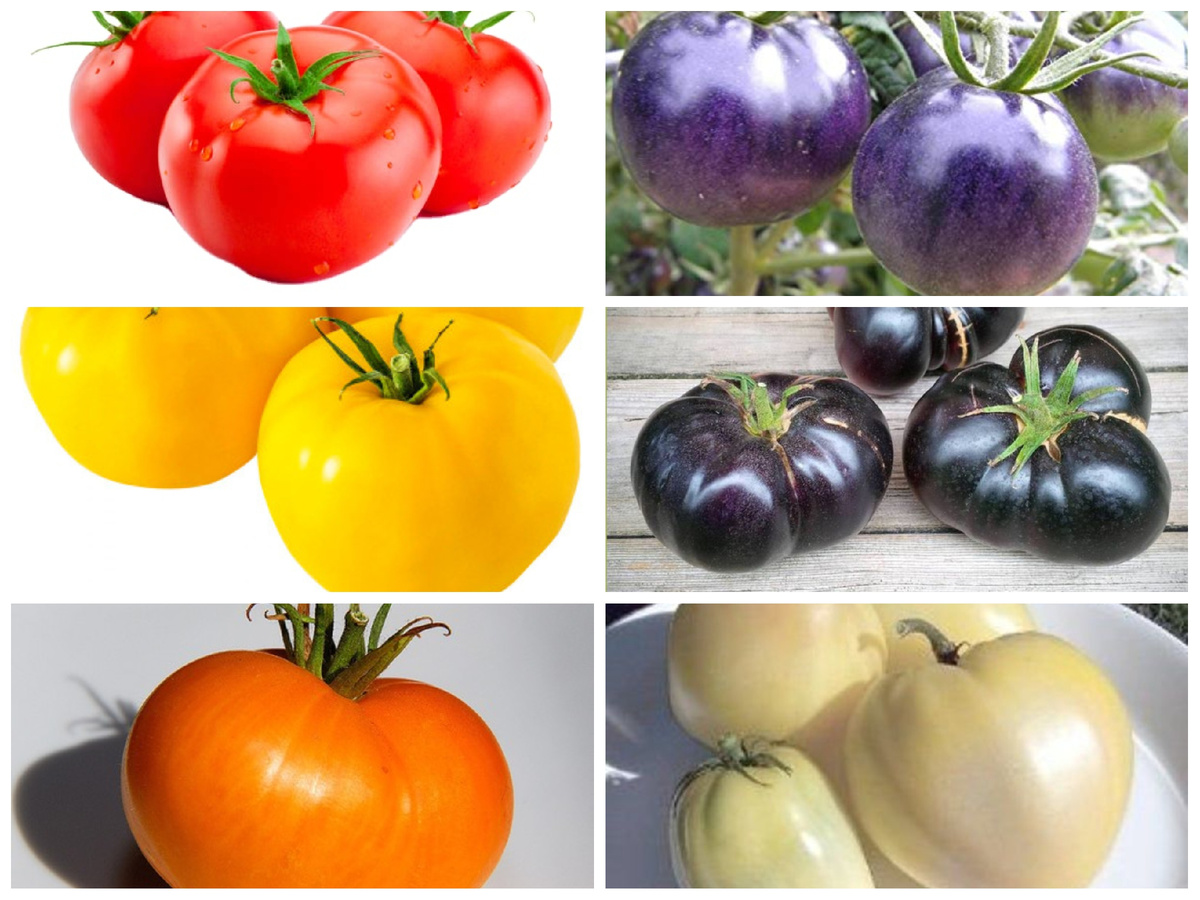 Каких цветов бывают томаты