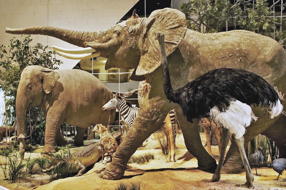    Африканский слон (справа) - подарок императору Николаю II. Фото: © Государственный Дарвиновский музей