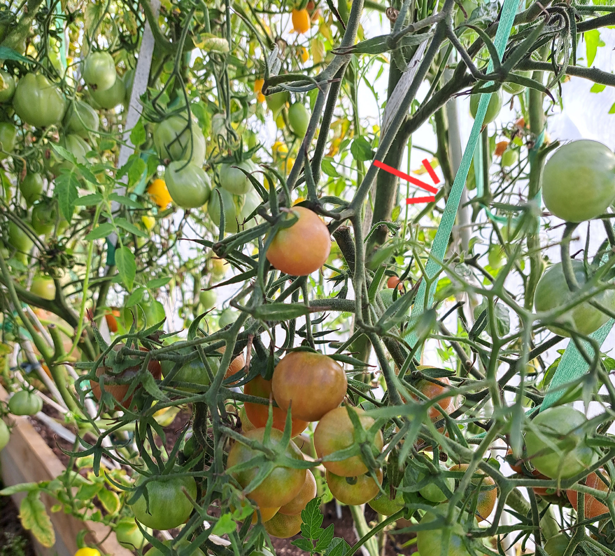 Лента из спанбонда для подвязки томатов