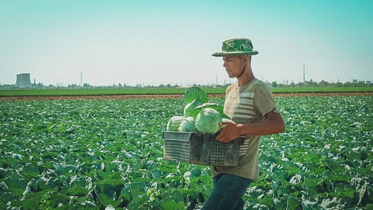     Источник: 1MI