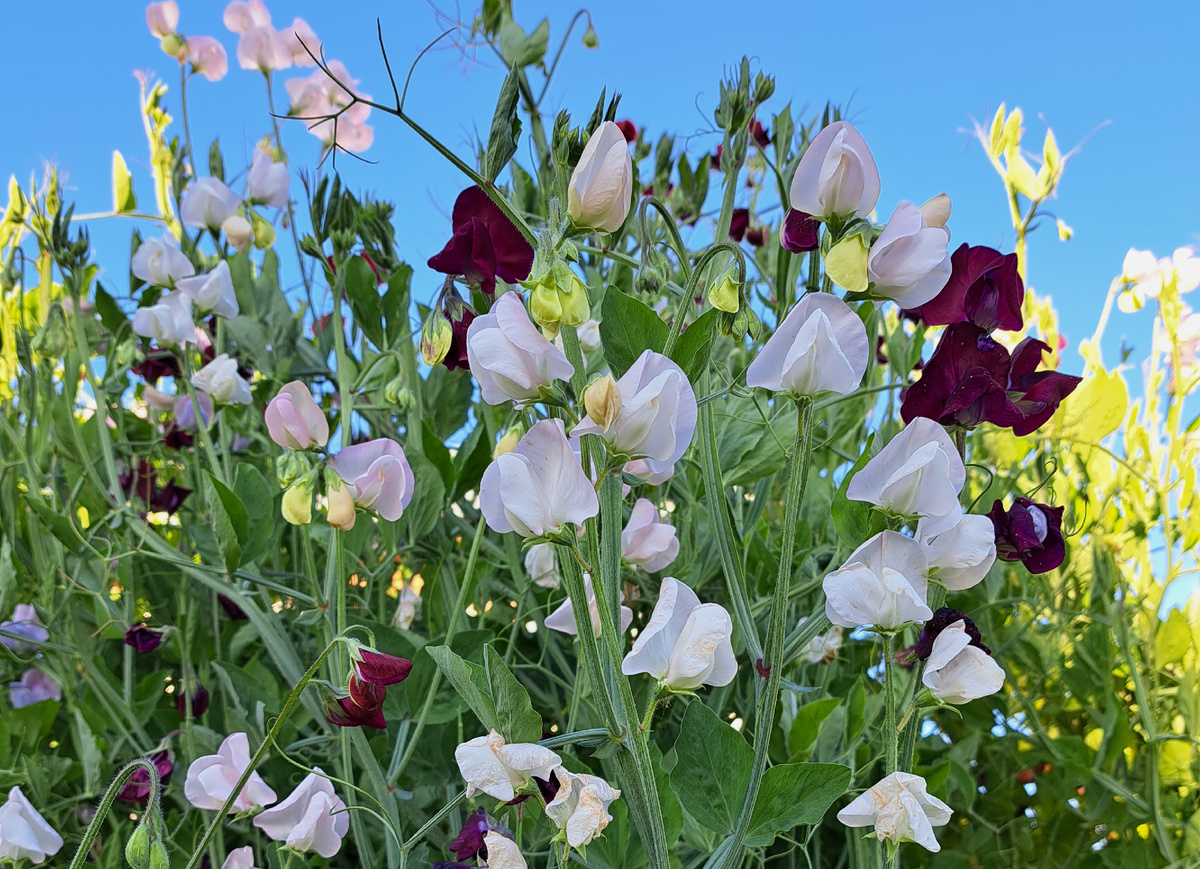 Душистый горошек