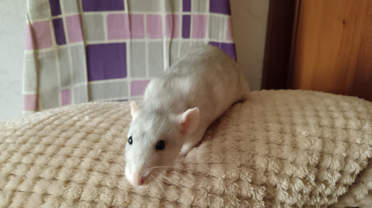 Это старая фотка, новые по понятным причинам не хочу делать