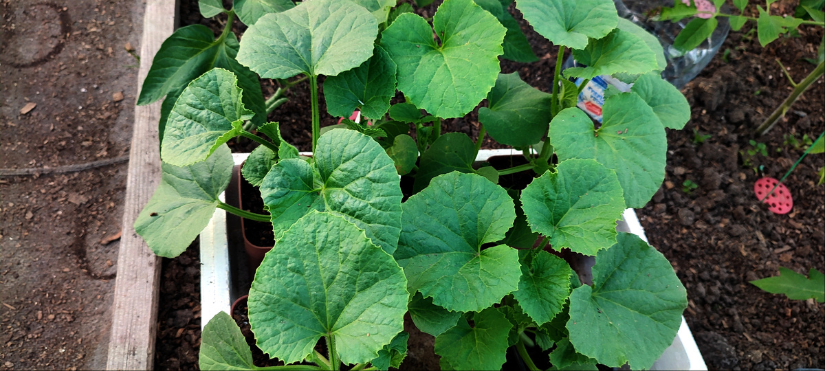 Дыньки, ждут- не дождутся, пока я их высажу