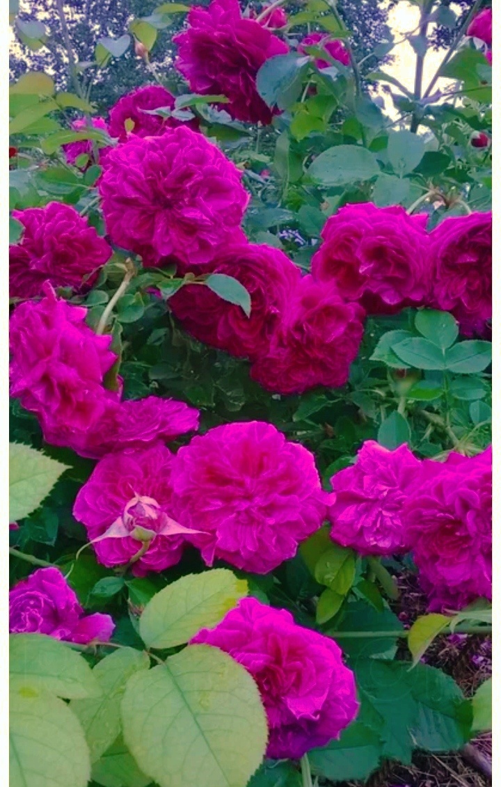 Будет вот такая