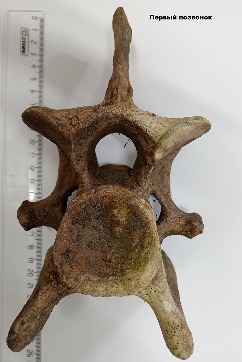    Фото: Заповедник «Тунгусский»