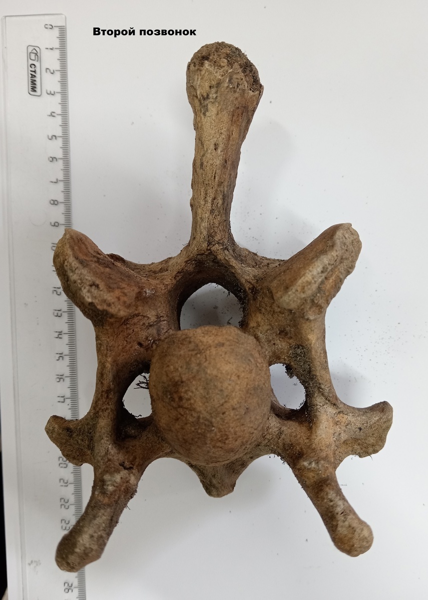    Фото: Заповедник «Тунгусский»