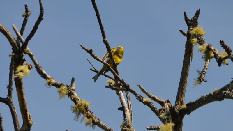     Алтайский заповедник представил разнообразие птиц в смешенном стиле мая. Олег Митрофанов