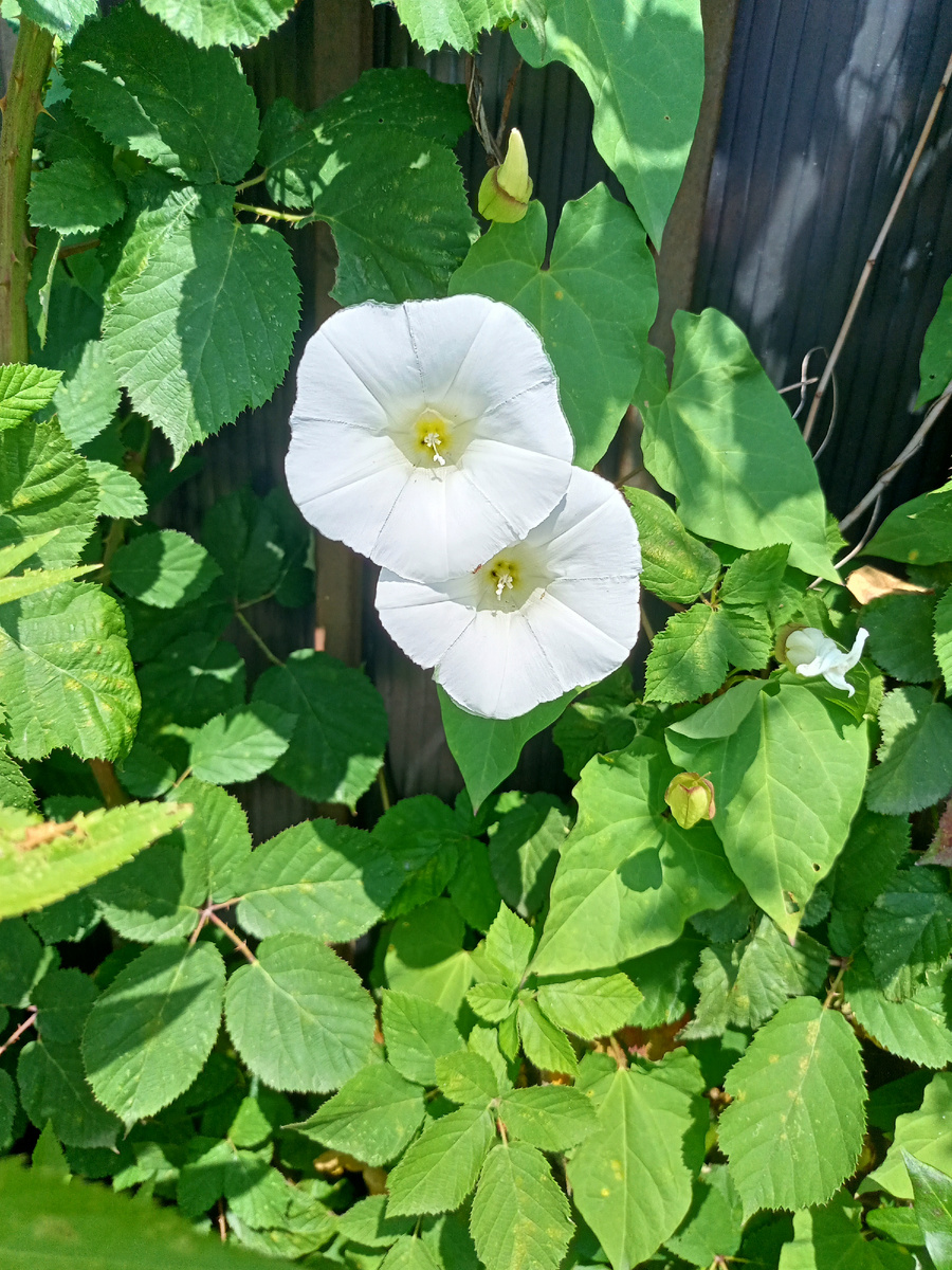 Фото автора. Обычный вьюнок на улицах Сочи.