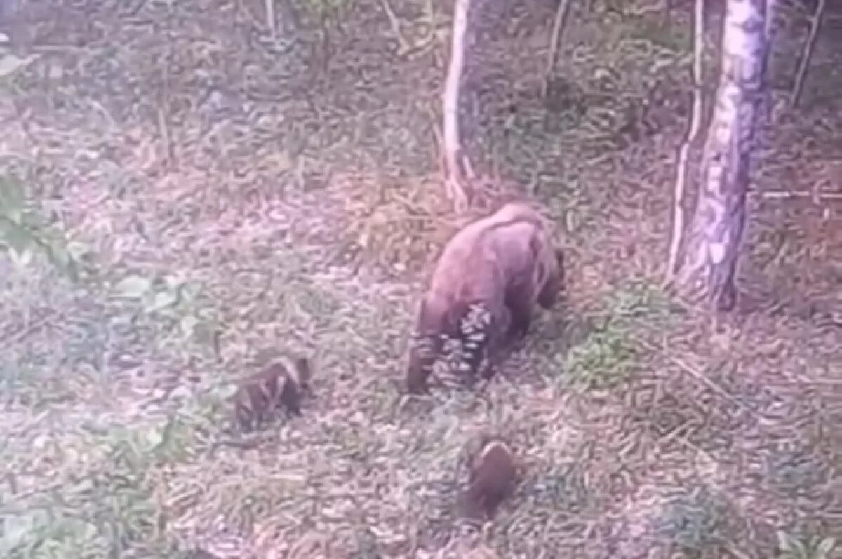    Красноярцев предупредили о медведице с медвежатами в районе Такмака