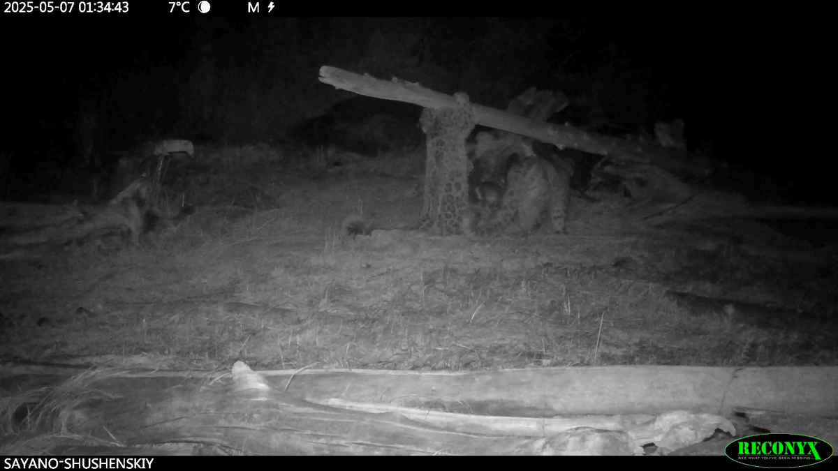     Ночные игры двух снежных барсов показали в Саяно-Шушенском заповеднике