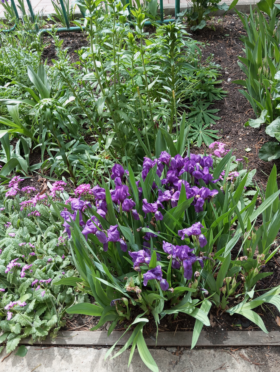 Фото автора статьи. Как красиво цветут ирисы.