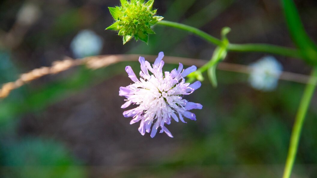    Svetlana Vozmilova/Globallookpress
