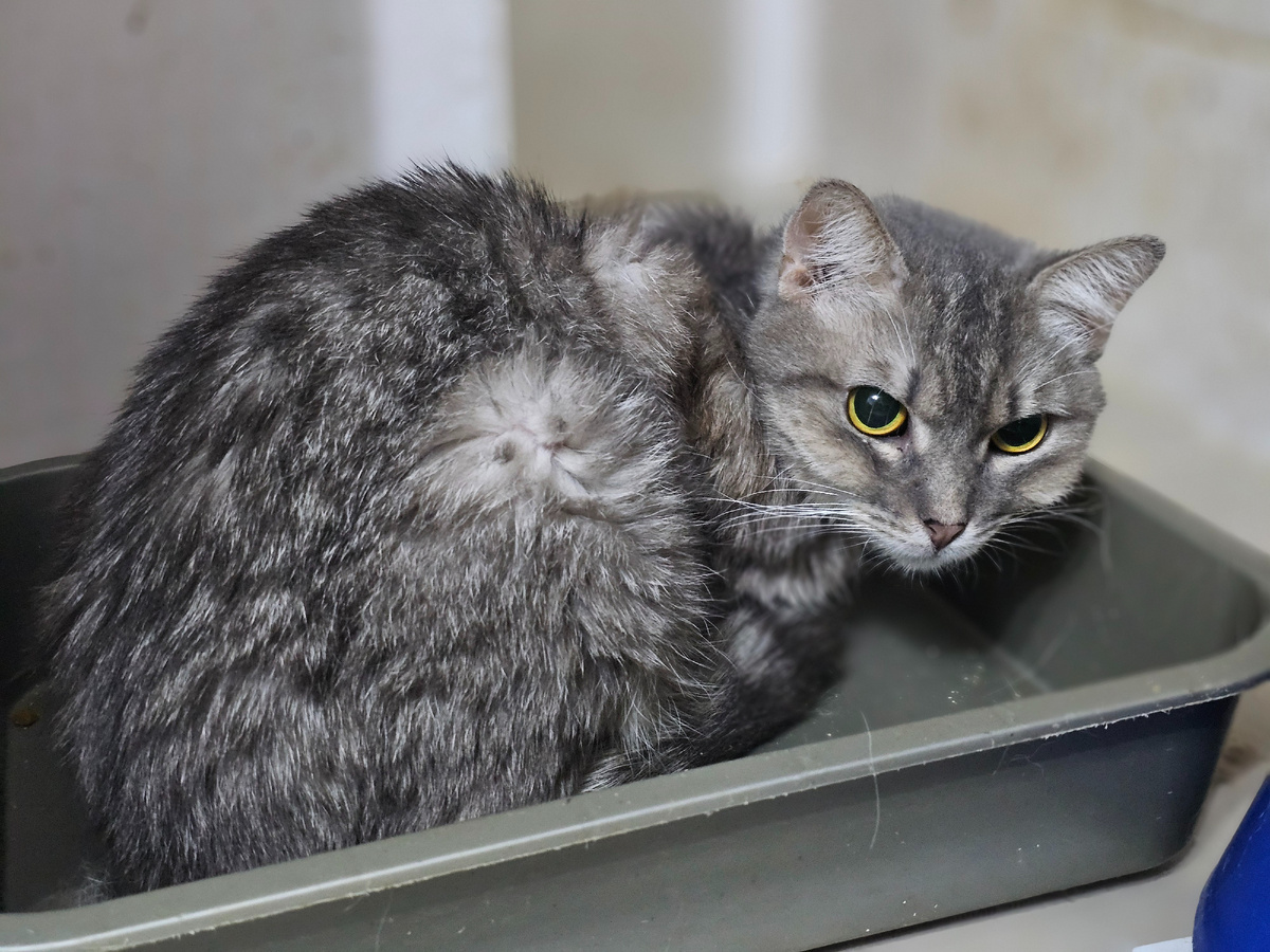 Фото автора. Наша Серая девочка болеющая фип.