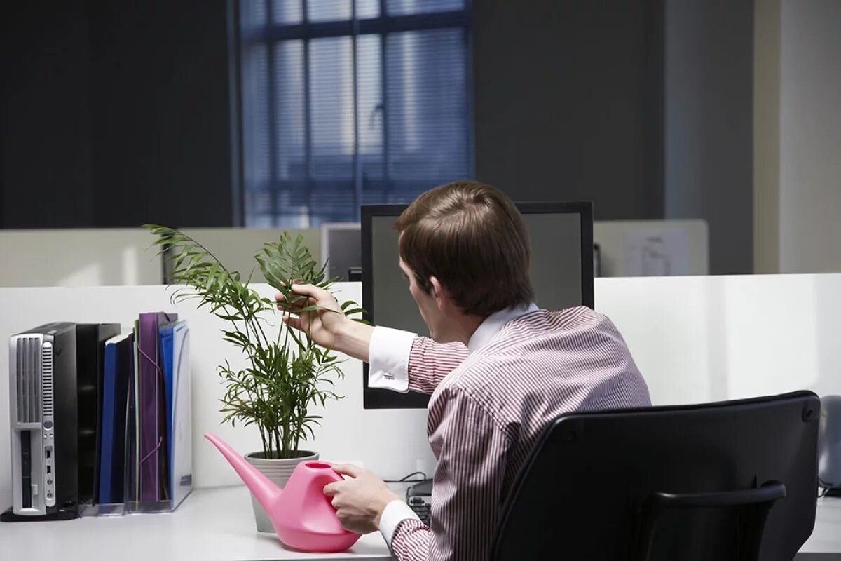    В Новосибирской области ввели режим готовности из-за нашествия шелкопряда