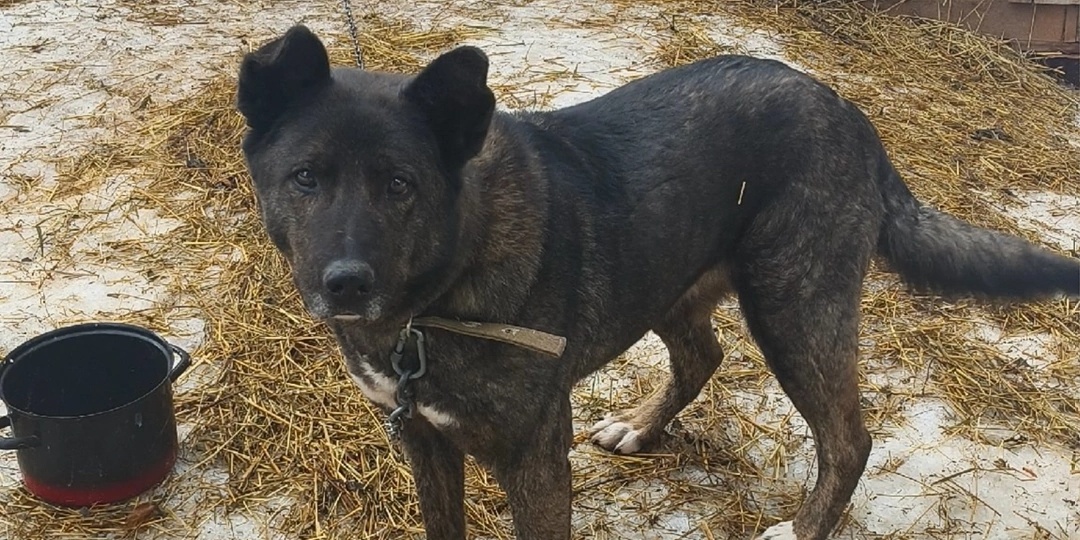 Юлька- история жизни от пепелища к приюту