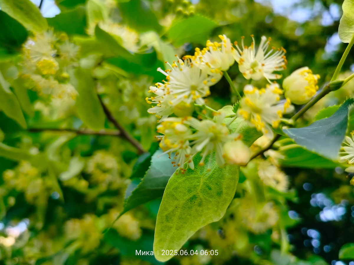 Липа в цвету - какое пахучее чудо! 