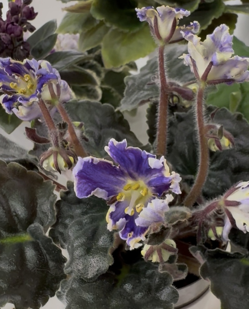 Первое цветение РС-Жар-Птица