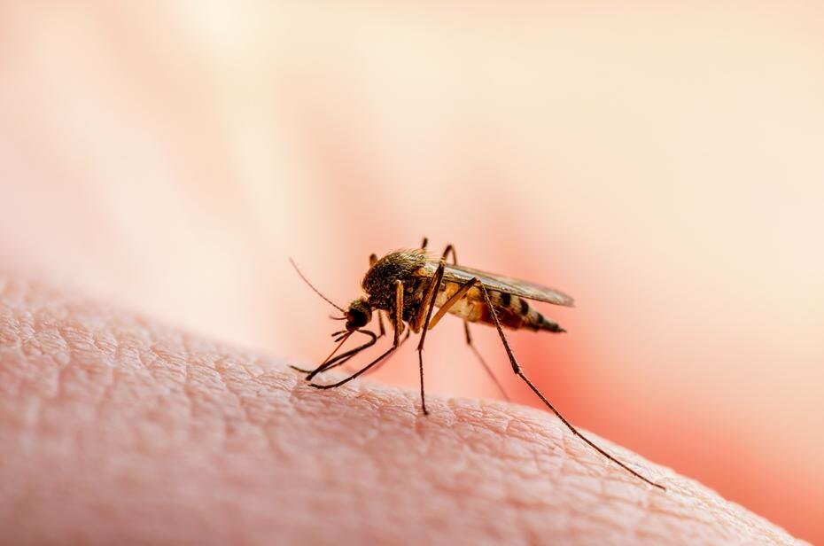    Shutterstock/FOTODOM