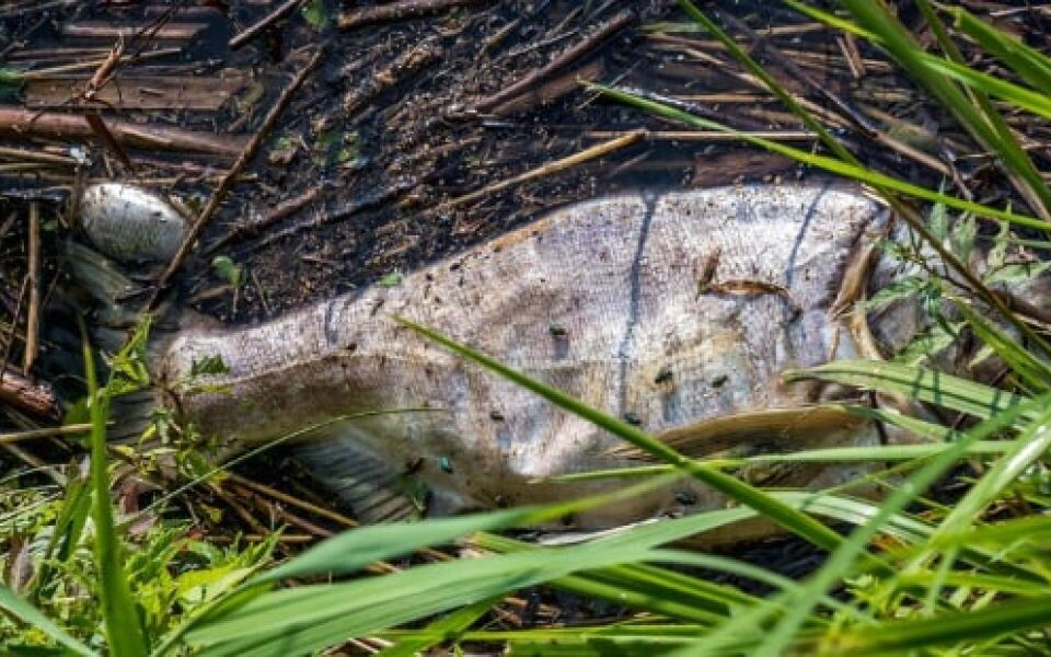    Мертвая рыба