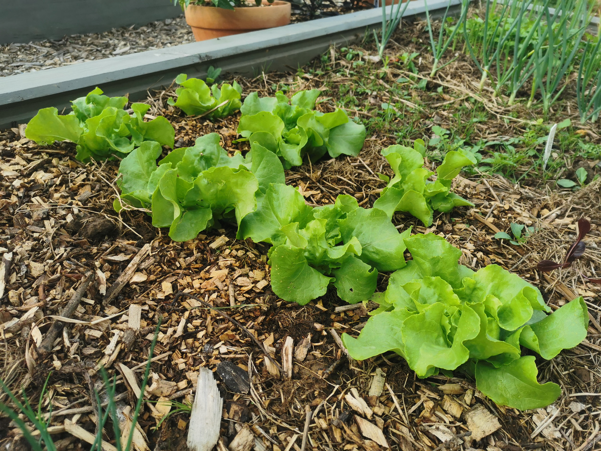 Лучше Луки только Little Gem, но семена у меня закончились(