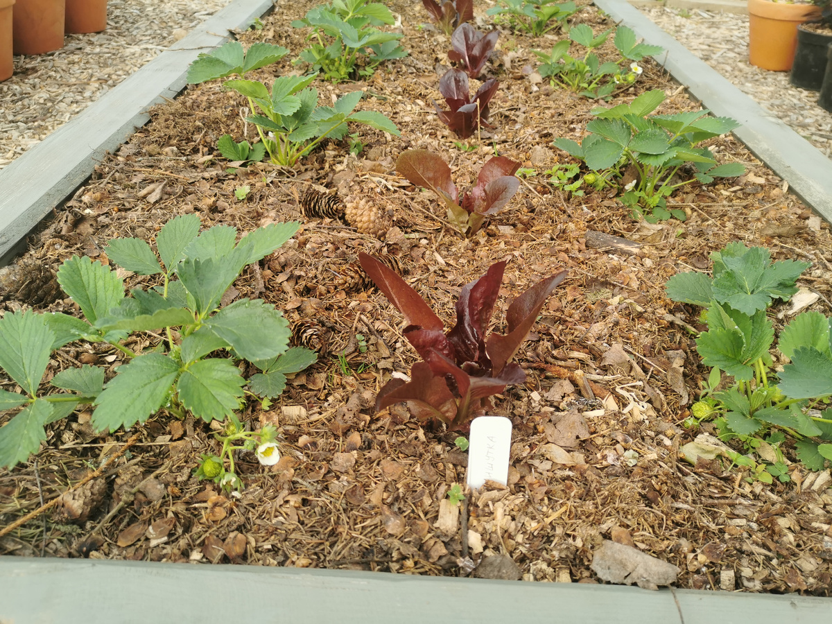 Мишутка и Эмилия