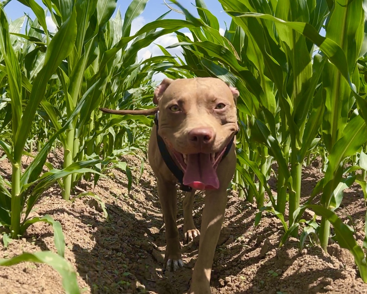 Джина на кукурузном поле