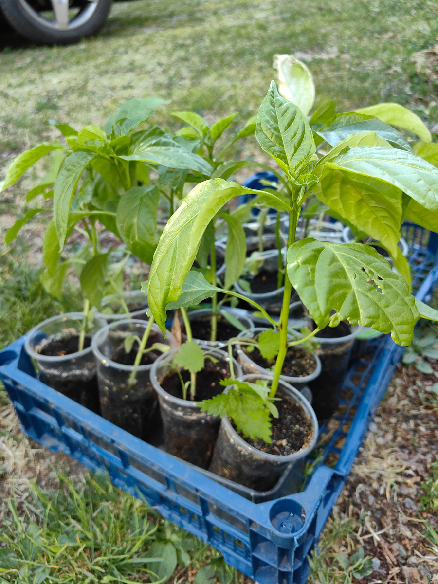 Перец "Ласточка", рассада