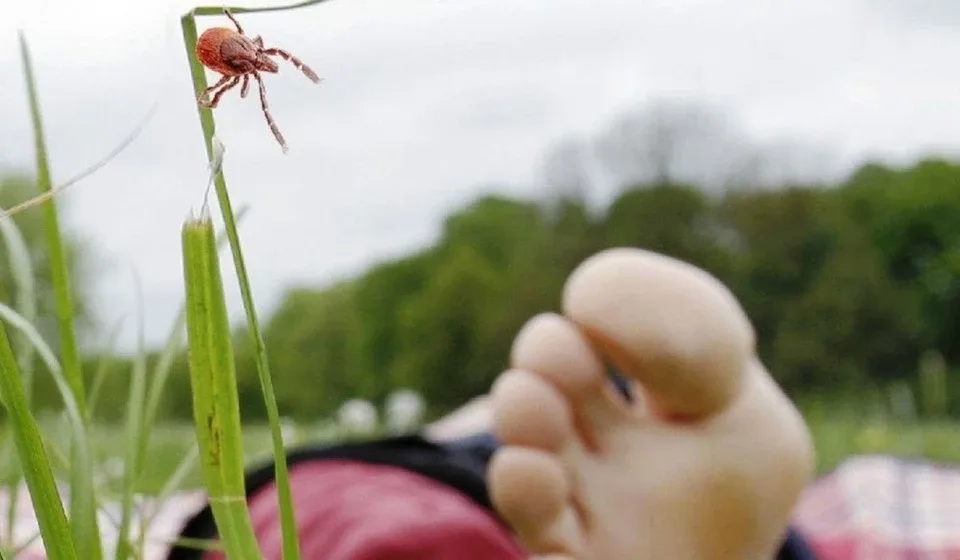 В этой статье я расскажу всё, что знаю об этих коварных паразитах: где они живут, как находят жертву, почему так опасны и как не попасть в расставленные ловушки.