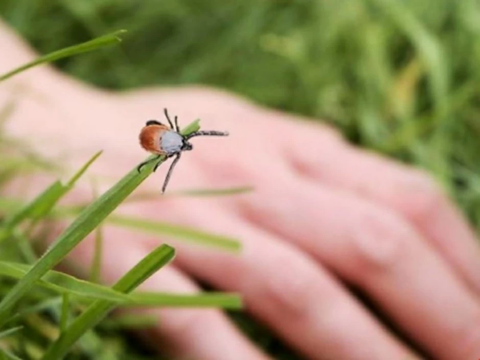 В Москве, например, Сокольники считаются одним из самых активных мест по количеству найденных клещей. 
